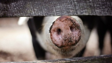 Photo of Od 1. travnja obvezna prijava klanja svinja za vlastite potrebe