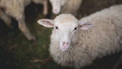 Photo of U Lici se kradu alati, janjci i sušeno svinjsko meso
