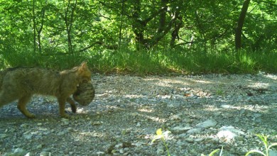 Photo of Divlja mačka s mačićem snimljena u Parku prirode Velebit