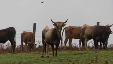 Photo of Rewilding Velebit: Nova skupina goveda iz Taurus projekta puštena na Ličkom polju