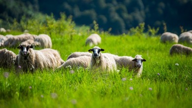 Photo of OTVORENI NATJEČAJI Nove mjere za poljoprivrednike pogođene krizom
