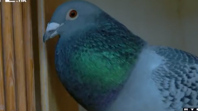 Photo of VIDEO Upoznajte Darka, najbržeg hrvatskog goluba i ovogodišnjeg višestrukog prvaka