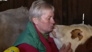 Photo of VIDEO Prekupci na Banovinu za kravu vrijednu 1500 eura plaćaju 450: “Nudili su mi 22 kune za kilogram teleta, to je mizerija”