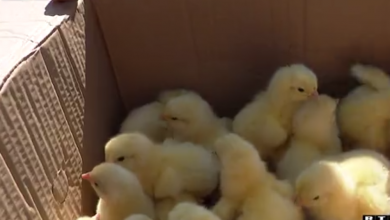 Photo of VIDEO Kako bi Uskrs za stanovnike Banovine bio ljepši, Ministarstvo doniralo tisuće pilića: “Svima od srca veliko hvala”