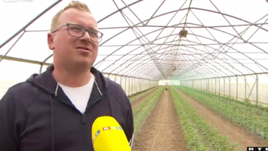 Photo of VIDEO  Zbog nepredvidivog vremena sve više poljoprivrednika odlučuje se za plastenike: Jesu li isplativi i ima li ih dovoljno?