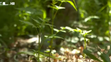 Photo of VIDEO  S njim se bori cijela Europa, a sada prijeti da će uništiti i hrvatski biser: Znate li kako izgleda pajasen?