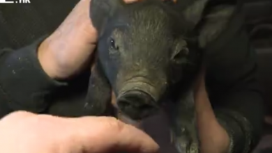 Photo of VIDEO Uzgajači svinja su u očajnoj situaciji, sve ih više odustaje: “Ljudima je dosta. Tih papira od nemila do nedraga”