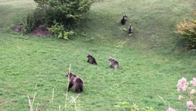 Photo of PREKRASAN PRIZOR Na Velebitu snimljena mama medvjedica s mladuncima