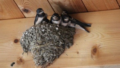 Photo of Sve je manje lastavica: Osim nestanka malih stočara, opstanak im ugrožavaju intenzivna poljoprivreda i pesticidi
