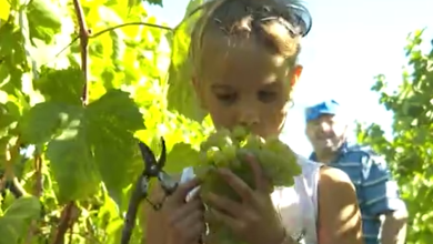 Photo of VIDEO Počela je berba grožđa! Suša pogodila čitavu Europu, vinogradari zatečeni: “Ovo nismo mogli ni sanjati…”