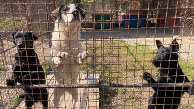 Photo of Poznati trgovački lanac donirao više od 1000 konzervi hrane za životinje o kojima brine Udruga AnimalLika iz Gospića