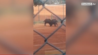 Photo of VIDEO Gem, set, meč! Divlje svinje na teniskim terenima. Pogledajte koliko su dobre u bijelom sportu