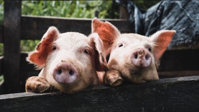 Photo of Afrička svinjska kuga približila se Lici, na snazi nove mjere: Zabranjuje se lov na divlje svinje pa i šumski radovi