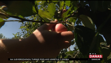 Photo of VIDEO Kupci – berači spašavaju Stipin voćnjak. Dođu i beru sami: ‘Bit će za kolače, bit će malo i za pekmez’