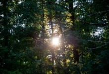 Photo of Hrvatske šume pozivaju građane na zajedničku sadnju stabala