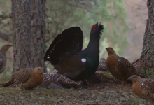Photo of Nova nada za opstanak ugrožene ptice koja u Hrvatskoj živi samo u Lici