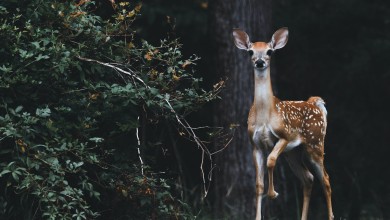 Photo of Naleti na divljač ove godine u padu, ali šteta na vozilima veća za 26 %