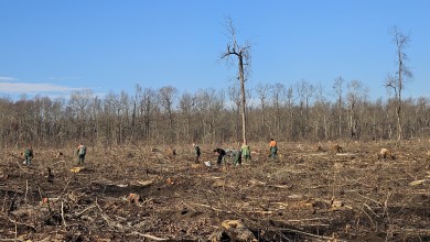 Photo of Završni korak sanacije nevremena: Hrvatske šume pokrenule sadnju hrasta lužnjaka