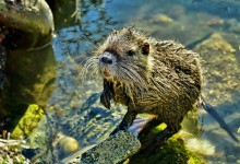 Photo of Ministarstvo zaaštite okoliša traži mišljenje javnosti: Pomozite oblikovati Nacionalni plan obnove prirode