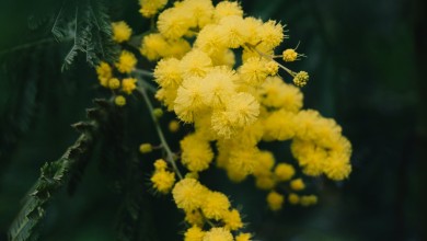 Photo of Beroš: “Od raka vrata maternice svaki treći dan umre jedna žena. Novim modelom testiranja otkrili smo bolest kod njih 10%”