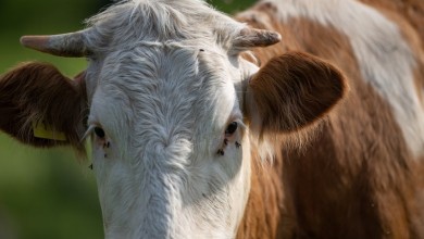 Photo of U Gospiću predstavljen Program razvoja sektora mljekarstva do 2030. godine