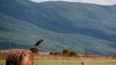 Photo of U tijeku podnošenje zahtjeva za potporu u sektorima voćarstva i ratarstva