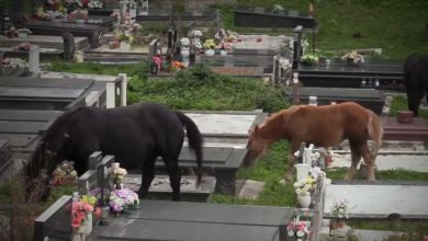 Photo of Rješava se problem napuštenih konja: Nemarni vlasnici ostajat će bez njih