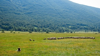 Photo of Objavljen LAG natječaj za ulaganja u poljoprivrednu proizvodnju