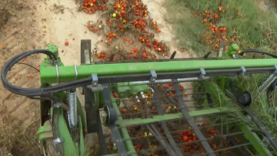 Photo of VIDEO Proizvodnja rajčice porasla je za 74%, a za “boom” su zaslužni deblji rođaci pčela, no cijena ostaje ista