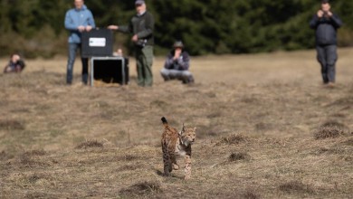 Photo of Projekt LIFE Lynx osvojio dvije prestižne nagrade LIFE 2025