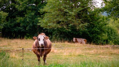 Photo of Evo koliko stranih radnika radi u poljoprivredi Ličko-senjske županije
