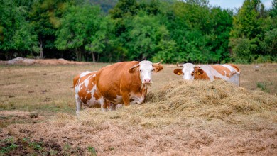 Photo of Proizvodnja mlijeka u Ličko-senjskoj pala za više od 30% od 2020. godine