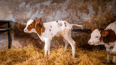 Photo of Mljekari na izdisaju: Država daje 24 milijuna eura u spašavanje OPG-ova koji proizvode mlijeko