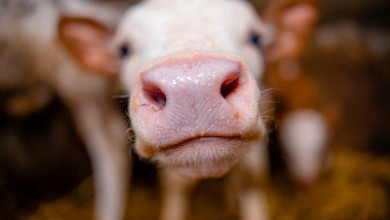 Photo of Tri predstavnika Ličko‑senjske ušli u Skupštinu HPK: Kušeković vodeći s 94 glasa