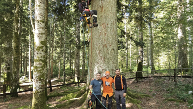 Photo of Provedeni radovi na najvećem stablu obične jele u Europi