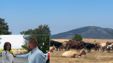 Photo of VIDEO Stručnjaci na terenu zbog osoba izloženih zaraženim životinjama: “Procjenjujemo izloženost od osobe do osobe”