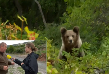 Photo of VIDEO Lovac otkrio zašto se medvjedi sve češće pojavljuju kod Senja: “Ovo je najveći razlog”