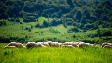 Photo of Na tri objekta u Ličko-senjskoj županiji potvrđena bolest plavog jezika