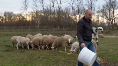 Photo of VIDEO Kuga prazni slavonske svinjce, bedrenica zagorske pašnjake, a plavi jezik hara Istrom