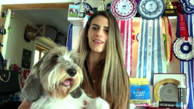 Photo of VIDEO Upoznajte Meghan – najljepši pas na svijetu dolazi iz naše zemlje!