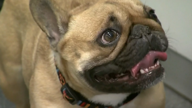 Photo of VIDEO Europa kreće u zabranu neprirodnog križanja pasa