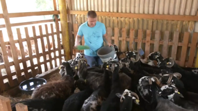 Photo of VIDEO Životinje mu leže, šepaju i slina im curi: Stočar Ivan iz Karojbe bori se s bolesti plavog jezika