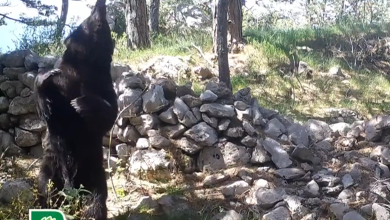 Photo of VIDEO Medo pleše lambadu, ali u nedostatku partnerice, poslužilo je drvo, i to više njih