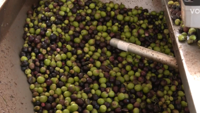 Photo of VIDEO Maslinari objasnili zašto je ulje toliko skupo u Hrvatskoj