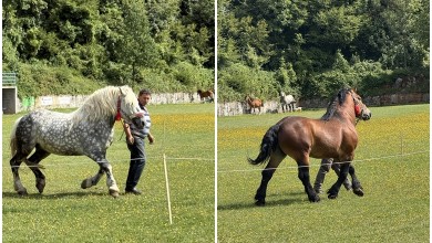 Photo of U Krivom Putu održana izložba izvornih pasmina konja