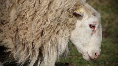 Photo of Ličko-senjska slobodna od kuge malih preživača – ograničenja ukinuta