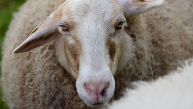 Photo of Nove odredbe zbog kuge malih preživača: Dijelovi Ličko-senjske u zonama nadziranja