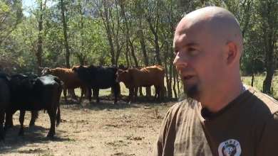 Photo of VIDEO Vukovi na jugu Like ponovno napravili krvavi pir, stočari u šoku: “Šteta je nekih 8-9 tisuća eura”