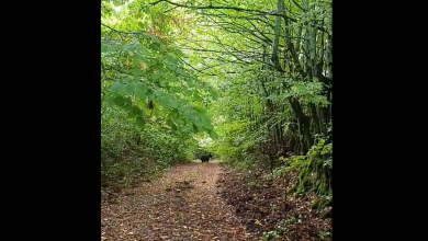 Photo of VIDEO Godinu dana nakon bliskog susreta na Velebitu, Ličanka opet naišla na medvjeda!