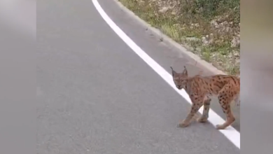 Photo of VIDEO Snimio divlju zvijer pa dao hit izjavu: ‘Žena bi pitala tko je to bio…’
